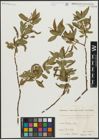 Foto von Salix alba L. x Salix fragilis L.